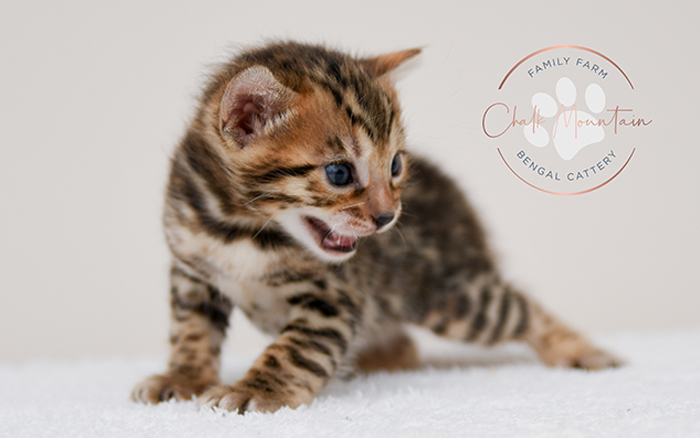 Bengal kitten for sale